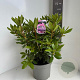 Rhododendron 'Roseum Elegans' 40-50 cm 5,0L