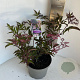 Sambucus nigra Black Beauty 40-50 cm 5,0L