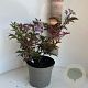Sambucus nigra Black Beauty 40-50 cm 5,0L
