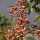 Sorbus auc. 'Aspleniifolia' 6-8 HO draadkluit