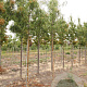 Sorbus 'Dodong' 8-10 HO draadkluit