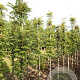 Sorbus thur. 'Fastigiata' 6-8 HO draadkluit