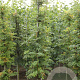 Sorbus thur. 'Fastigiata' 6-8 HO draadkluit