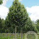 Tilia tomentosa 'Grey Pillar' 6-8 HO draadkluit