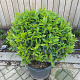 Prunus l. 'Angustifolia' 80 cm cont. 65L bol