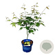 Acer Arctic Jade 175-200 cm 50L