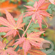 Acer North Wind 150-175 cm 30L