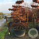 Carpinus betulus 225-250 cm cont. 500L bonsai