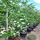 Cornus kousa 'Venus' 225-250 cm cont. 90L
