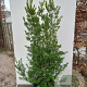 Ilex crenata 'Blondie' 100-125 cm cont. 130L bonsai