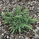 Juniperus communis 'Ristol' 40-50 cm 6,5L