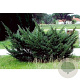 Juniperus pfitzeriana 125 cm 45L bonsai