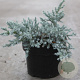 Juniperus squamata 'Tropical Blue' 30-40 cm 6,5L