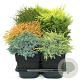 Mixlaag coniferen 30-40 cm 6,5L
