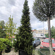 Picea abies 'Columnaris' 50-60 cm 6,5L
