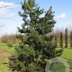 Pinus contorta 175-200 cm cont. 285L bonsai