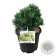 Pinus mugo 'Limerick' 40-50 cm 30L extra