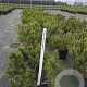 Pinus mugo mugo 50-60 cm 15L
