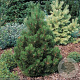 Pinus heldreichii 'Malinki' 40-45 cm 15L bol