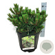 Pinus nigra 'Nana' 40-45 cm 15L bol