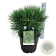 Pinus nigra 'Spielberg' 40-45 cm 15L bol
