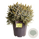 Picea omorika 'Nana' 50-60 cm 15L