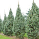 Picea pungens 'Iseli Fastigiate' 50-60 cm 6,5L