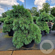 Pinus strobus 'Niagara Falls' 50-60 cm 15L