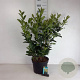 Prunus l. Etna 80-100 cm 10L