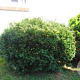 Taxus media 'Brownii' 125-150 cm cont. 110L