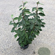 Elaeagnus ebbingei 60-80 cm 5,0L