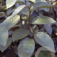 Elaeagnus ebbingei 60-80 cm 5,0L