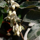 Elaeagnus ebbingei 60-80 cm 5,0L
