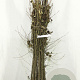 Alnus cordata 60-100 cm wortelgoed 1/1