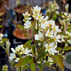Amelanchier spicata 60-80 cm wortelgoed 1/2