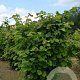 Corylus avellana 175-200 cm met kluit solitair struik