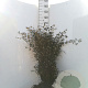 Cotoneaster franchetii 40-60 cm wortelgoed 1/1
