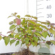 Cornus sang. 'Anny's Winter Orange' 25-40 cm wortelgoed 0/1/1