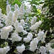 Deutzia scabra 50-80 cm wortelgoed 0/1 2-3 tak