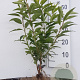 Forsythia int. 'Lynwood' 40-60 cm wortelgoed 0/1/0 2 tak