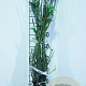 Forsythia intermedia 'Spectabilis' 60-80 cm wortelgoed 0/1 2 tak 