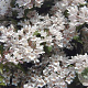 Kolkwitzia amabilis 30-50 cm wortelgoed 0/1/1 2-3 tak