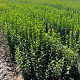 Ligustrum ov. 'Mammoth' 60-80 cm wortelgoed 0/2 3-5 tak