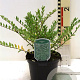 Lonicera pileata 30-40 cm wortelgoed 0/1