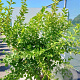 Physocarpus opulifolius 'Luteus' 30-50 cm wortelgoed 0/1/1 2-3 tak