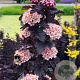 Physocarpus opulifolius 'Panther' 20-40 cm wortelgoed 0/1/1