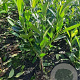 Prunus l. 'Caucasica' 30-50 cm wortelgoed 0/2 2-3 tak