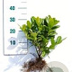 Prunus l. 'Novita' 40-60 cm wortelgoed 0/2 3 tak