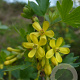Ribes aureum 50-80 cm wortelgoed 0/1 2 tak plus