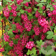 Ribes sanguineum 'King Edward V' 40-60 cm wortelgoed 0/1/0 2 tak